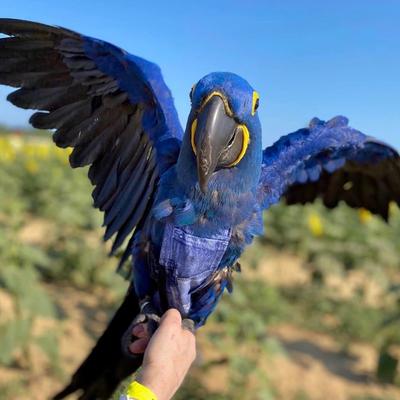 Show full view: Avian Fashions FeatherWear FlightSuit Bird Diaper, Denim, Colossal, 15 slide 3 of 8