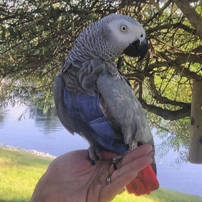 Show full view: Avian Fashions FeatherWear FlightSuit Bird Diaper, Denim, Colossal, 15 slide 7 of 8