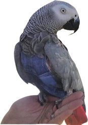 Avian Fashions FeatherWear FlightSuit Bird Diaper, Denim, Jumbo, 13