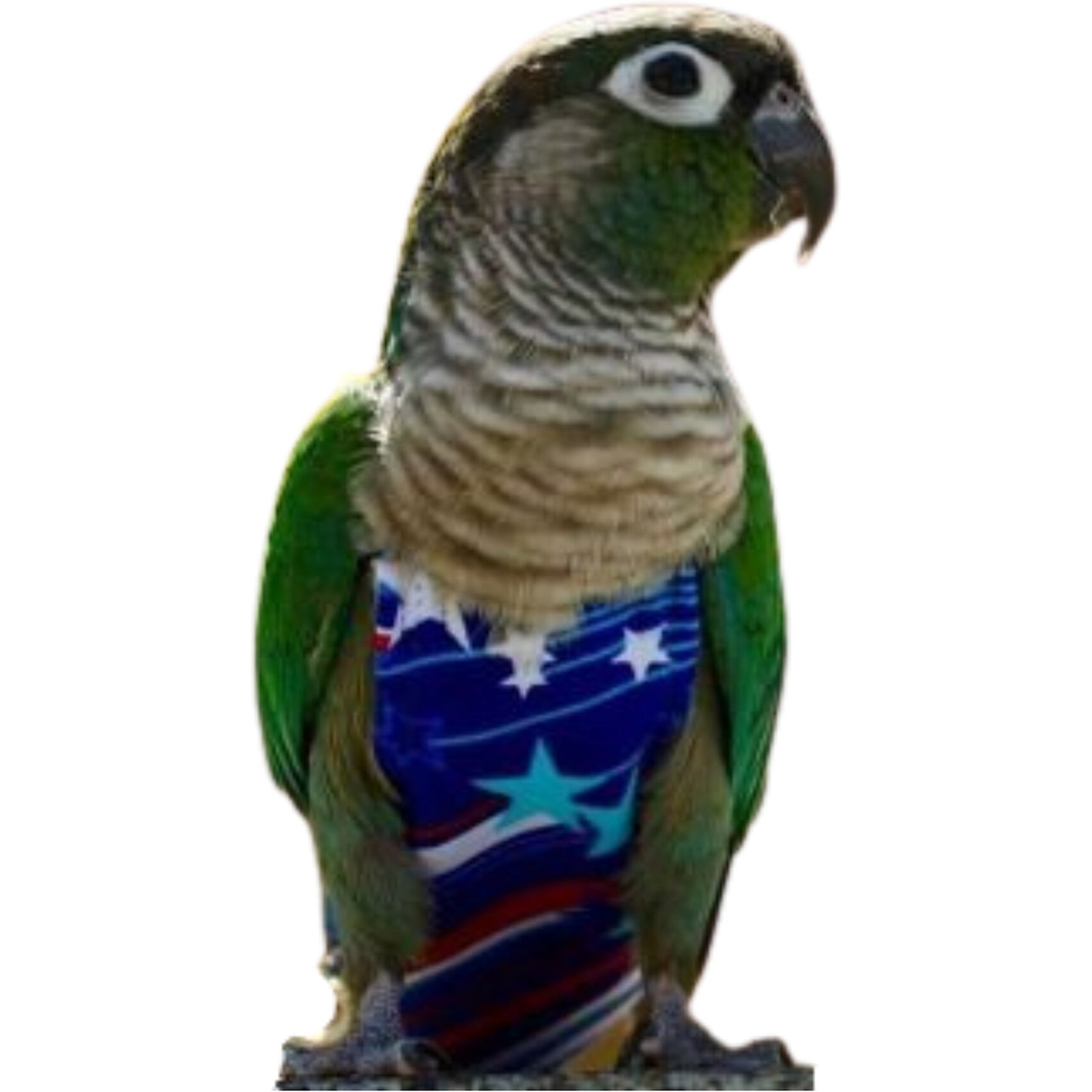 Avian Fashions FeatherWear FlightSuit Bird Diaper, Fireworks, Mammoth, 14