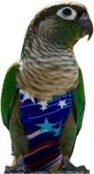 Avian Fashions FeatherWear FlightSuit Bird Diaper, Fireworks, X-Wide, 9