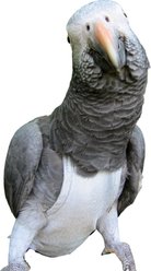 Avian Fashions FeatherWear FlightSuit Bird Diaper, Grey, Wide, 7
