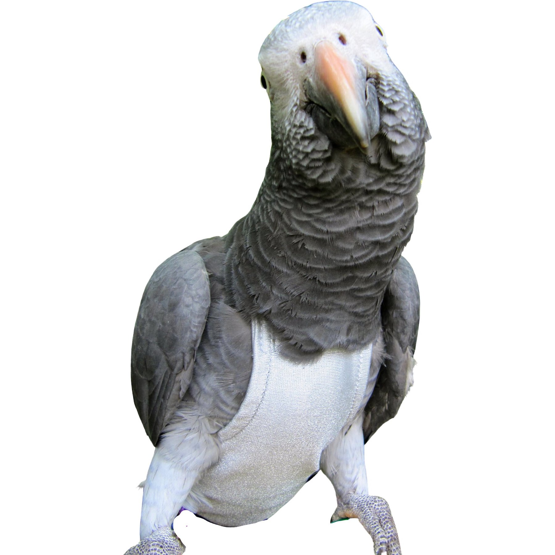 Avian Fashions FeatherWear FlightSuit Bird Diaper, Grey, X-Wide Plus, 10