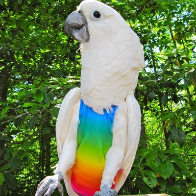 Show full view: Avian Fashions FeatherWear FlightSuit Bird Diaper, Rainbow, Petite, 1 slide 7 of 8