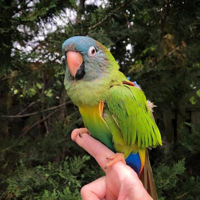 Show full view: Avian Fashions FeatherWear FlightSuit Bird Diaper, Rainbow, X-Large, 12 slide 3 of 8