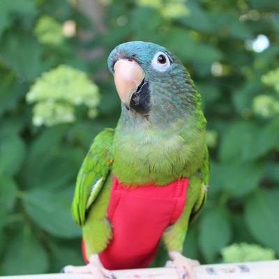 Show full view: Avian Fashions FeatherWear FlightSuit Bird Diaper, Red, Mammoth, 14 slide 3 of 8