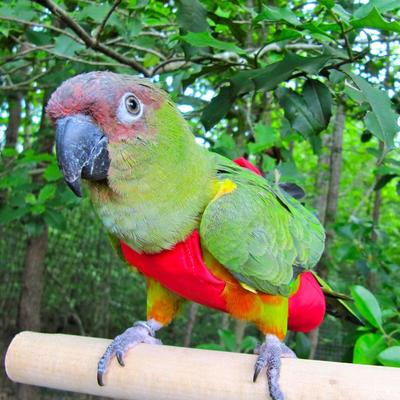 Show full view: Avian Fashions FeatherWear FlightSuit Bird Diaper, Red, Mammoth, 14 slide 7 of 8