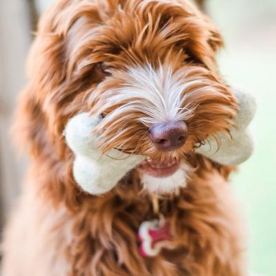 Show full view: Awoo Felt Toy Bones Dog Toy, bundle of 2, Grey slide 5 of 7