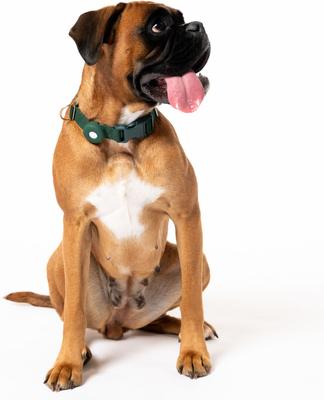 Show full view: Awoo Fetch! AirTag Holder for Dog Collar, 2 count, Pine slide 5 of 8