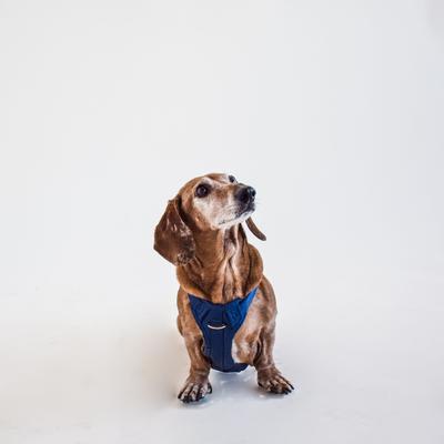 Show full view: Awoo Huggie Front Clip Dog Harness, Navy, X-Small slide 3 of 9