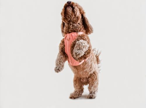 Show full view: Awoo Huggie Front Clip Dog Harness, Peach, Medium: 20 to 29-in chest slide 4 of 11