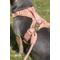 Show in main carousel: Awoo Huggie Front Clip Dog Harness, Peach, Medium: 20 to 29-in chest slide 7 of 11