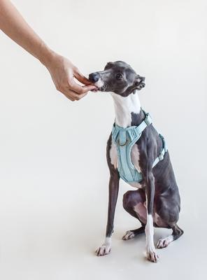 Show full view: Awoo Huggie Front Clip Dog Harness, Slate, Medium: 20 to 29-in chest slide 4 of 11