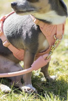 Show full view: Awoo Huggie Front Clip Dog Harness, Slate, Medium: 20 to 29-in chest slide 8 of 11