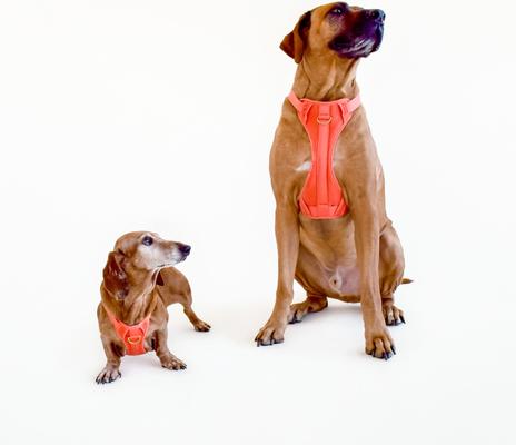Show full view: Awoo Huggie Front Clip Dog Harness, Spice, X-Small slide 3 of 9