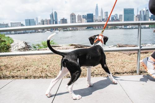 Show full view: Awoo Marty Martingale Dog Collar, Black, Large: 16 to 22.5-in neck, 1-in wide slide 6 of 10