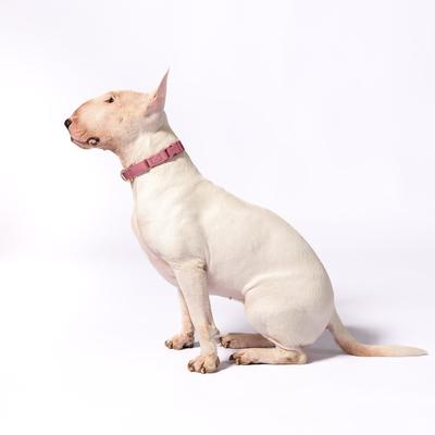 Show full view: Awoo Marty Martingale Dog Collar, Mauve, X-Small: 8.5 to 11-in neck, 1/2-in wide slide 2 of 7