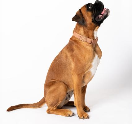 Show full view: Awoo Marty Martingale Dog Collar, Mocha, Medium: 13.5 to 18-in neck, 3/4-in wide slide 2 of 7