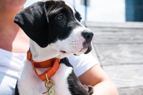 Show full view: Awoo Marty Martingale Dog Collar, Navy, Large: 16 to 22.5-in neck, 1-in wide slide 4 of 9