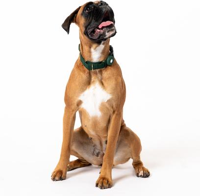 Show full view: Awoo Marty Martingale Dog Collar, Pine, Small: 11.5 to 14-in neck, 3/4-in wide slide 2 of 7