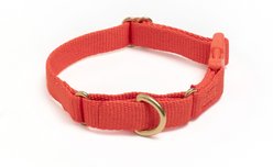 Awoo Marty Martingale Dog Collar, Spice, X-Small
