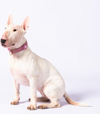 Show full view: Awoo Pack Standard Dog Collar, Mauve, X-Small: 8.5 to 11-in neck, 1/2-in wide slide 2 of 6