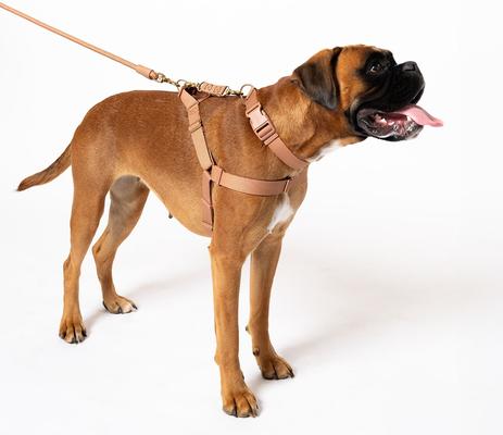 Show full view: Awoo Pack Standard Dog Collar, Mocha, Medium: 12 to 19-in neck, 3/4-in wide slide 2 of 6