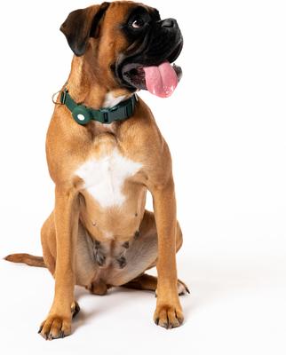 Show full view: Awoo Pack Standard Dog Collar, Pine, Medium: 12 to 19-in neck, 3/4-in wide slide 2 of 6