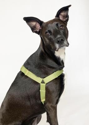 Show full view: Awoo Roam No Pull Dog Harness, Black, X-Small slide 4 of 9