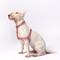 Show in main carousel: Awoo Roam No Pull Dog Harness, Mauve, X-Small: 11.5 to 16-in chest slide 3 of 7