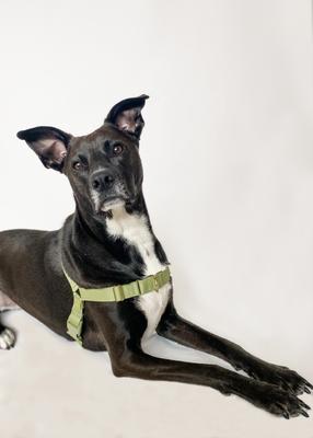 Show full view: Awoo Roam No Pull Dog Harness, Peach, X-Small slide 6 of 10