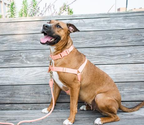 Show full view: Awoo Roam No Pull Dog Harness, Peach, X-Small slide 8 of 10