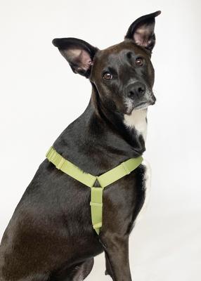 Show full view: Awoo Roam No Pull Dog Harness, Spice, Large: 26 to 40.5-in chest slide 4 of 9