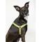 Show in main carousel: Awoo Roam No Pull Dog Harness, Spice, X-Small slide 4 of 9