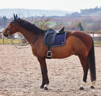 Show full view: B Vertigo Zurich Dressage Saddle Pad, Dark Navy, Horse slide 3 of 4
