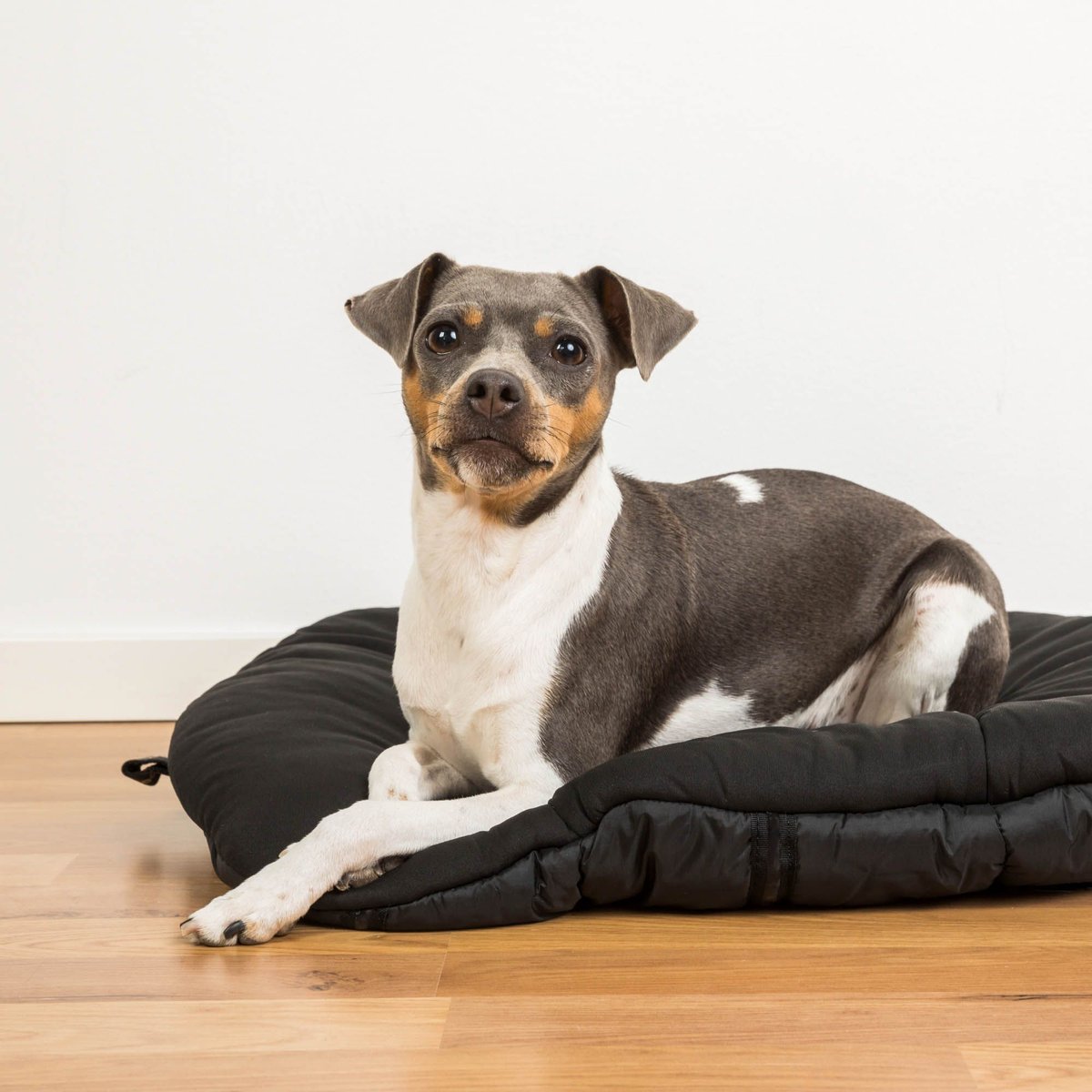 Back on Track Dog Bed, Black, Small