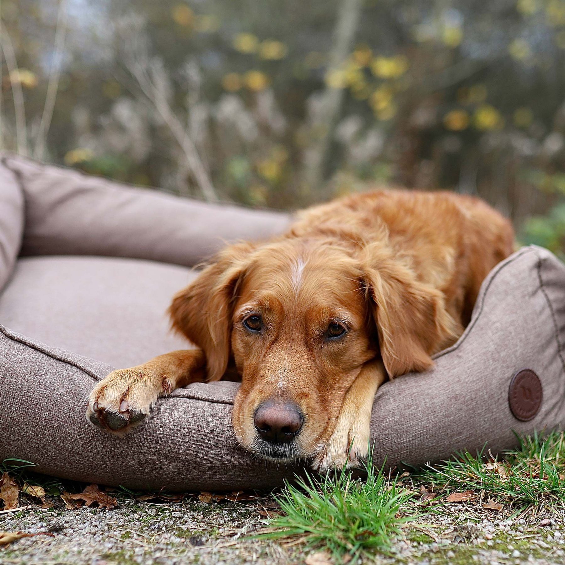 Back on Track Rocky Dog Bed, Brown, X-Small