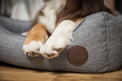 Back on Track Rocky Dog Bed, Grey, Medium