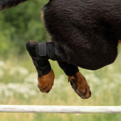 Show full view: Back on Track Therapeutic Dog Hock Brace, Small slide 3 of 5