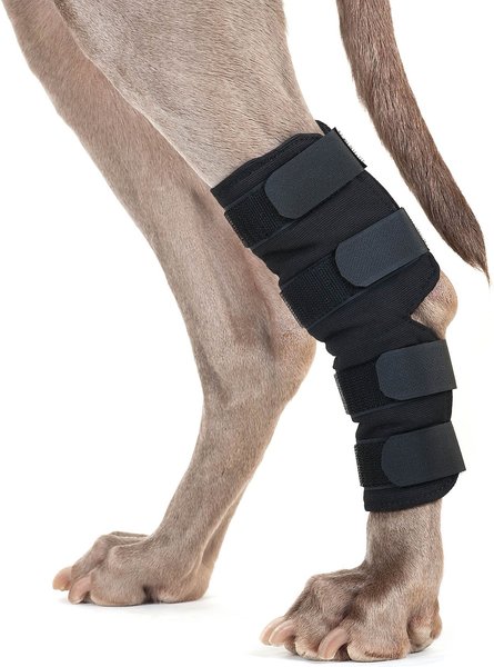 Back on Track Therapeutic Dog Hock Brace
