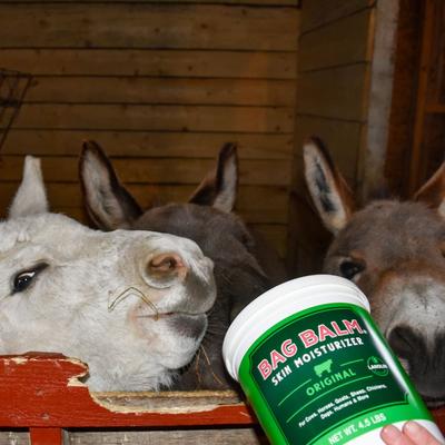 Show full view: Bag Balm Pet Original Agricultural Moisturizing Lotion, 4.5-lb pail slide 5 of 9