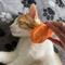 Show in main carousel: Bailey Cat Co. The Bailey Brush Cat Brush, Pawpaya Orange slide 3 of 10