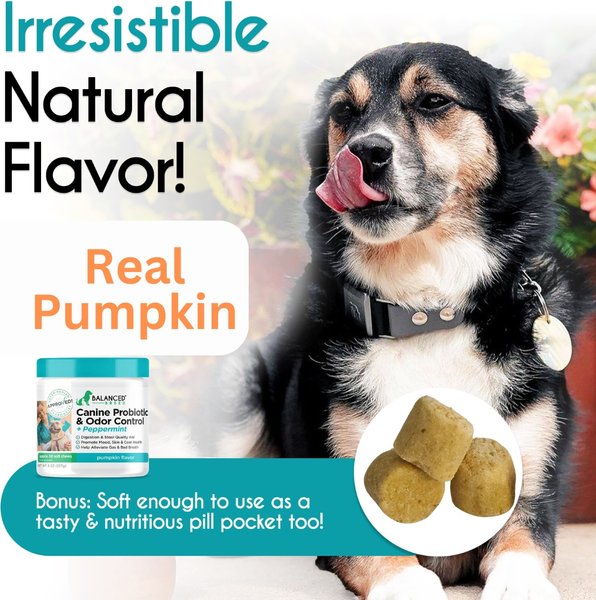 Show full view: Balanced Breed Canine Probiotic & Odor Control Natural Pumpkin Flavored Soft Chew Digestive Aid Supplement for Dogs, 60 count slide 6 of 10