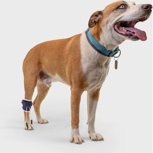 Dog Lift Harness For Male Dogs – 2-in-1 Full Body Support Sling For Post-Surgery, Elderly, Or Mobility Aid, Supports Up To 55 Lbs (Size L)