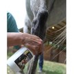 Show in main carousel: Banixx Dog, Cat, Poultry & Horse Wound Care Spray, 16-fl oz bottle slide 3 of 6