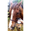 Show in main carousel: Banixx Dog, Cat, Poultry & Horse Wound Care Spray, 16-fl oz bottle slide 4 of 6
