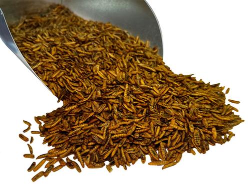 Show full view: Bar ALE Super Grubs Dried Black Soldier Fly Larvae Chicken Treats, 3-lb bag slide 3 of 3