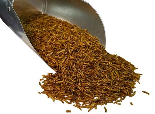 Show full view: Bar ALE Tillie's Treats Dried Mealworms Chicken Treats, 20-oz bag slide 3 of 4