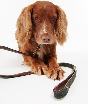 Show full view: Barbour Dog Leash, Classic Tartan, 3-ft long, 1/2-in wide slide 3 of 3