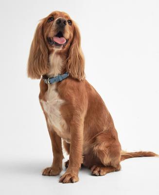 Show full view: Barbour Leather Dog Collar, Blue, Small: 16-in neck, 1/2-in wide slide 4 of 5